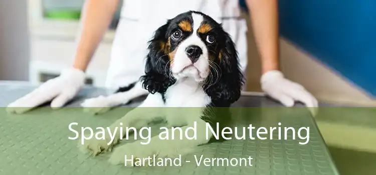 Spaying and Neutering Hartland - Vermont