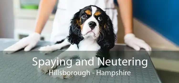 Spaying and Neutering Hillsborough - Hampshire
