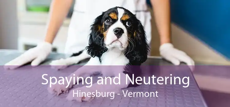 Spaying and Neutering Hinesburg - Vermont