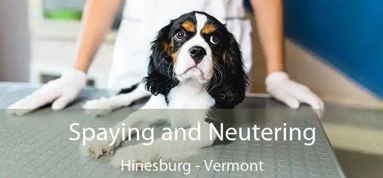 Spaying and Neutering Hinesburg - Vermont