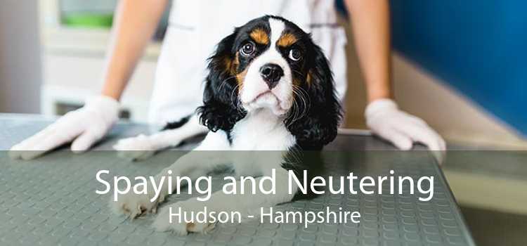 Spaying and Neutering Hudson - Hampshire