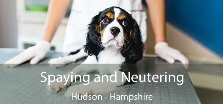 Spaying and Neutering Hudson - Hampshire