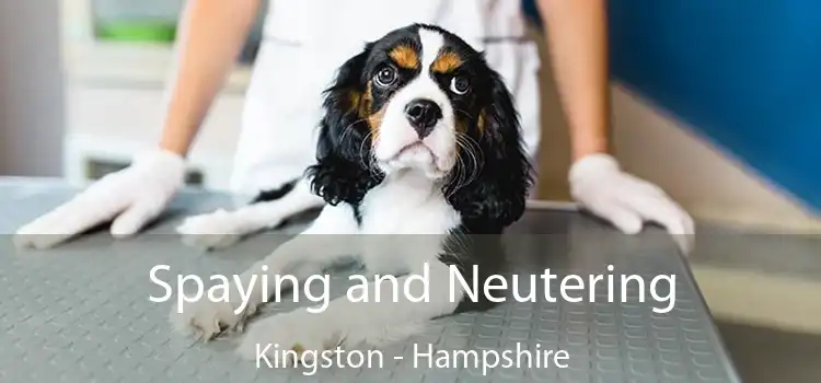 Spaying and Neutering Kingston - Hampshire