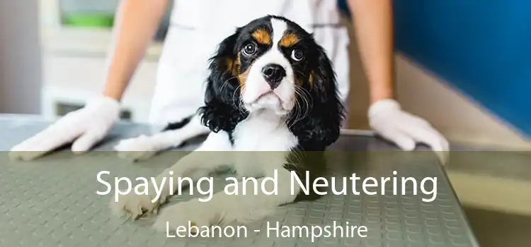 Spaying and Neutering Lebanon - Hampshire