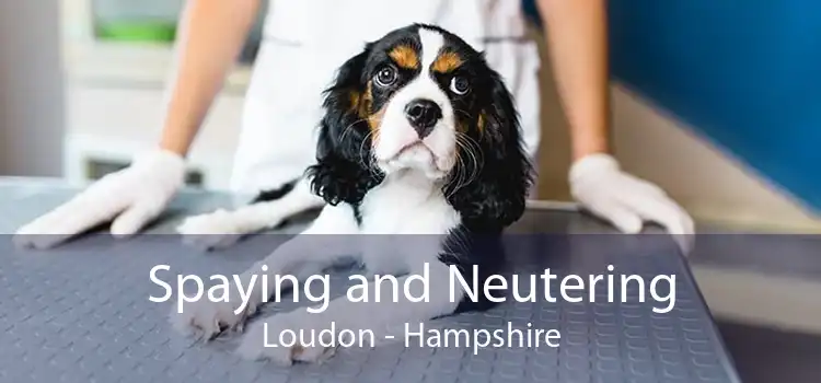 Spaying and Neutering Loudon - Hampshire