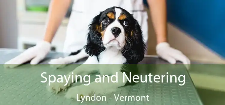 Spaying and Neutering Lyndon - Vermont