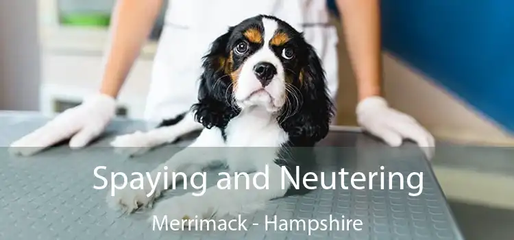 Spaying and Neutering Merrimack - Hampshire