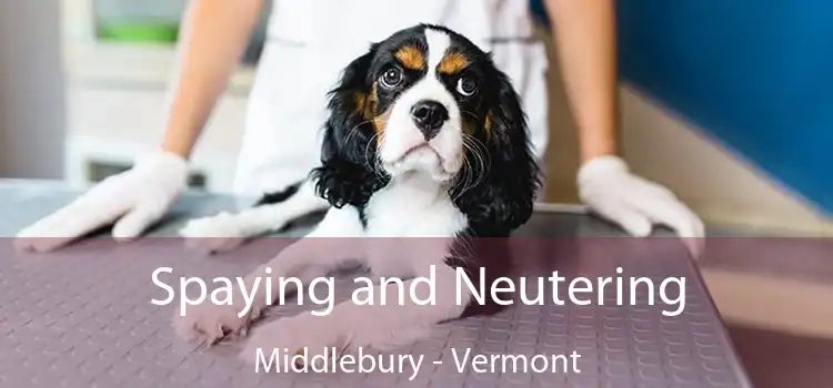 Spaying and Neutering Middlebury - Vermont