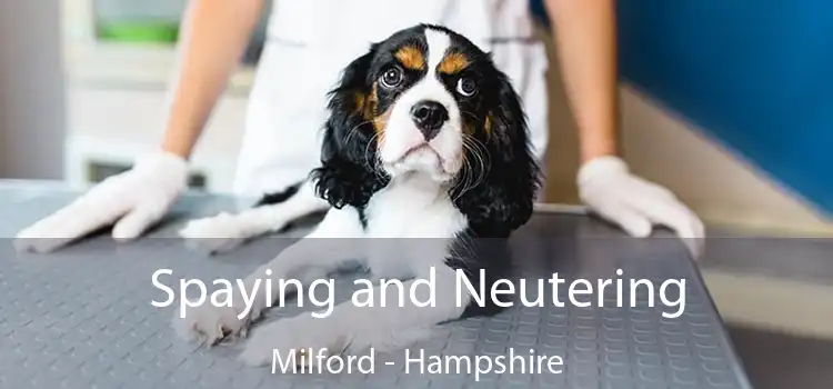 Spaying and Neutering Milford - Hampshire