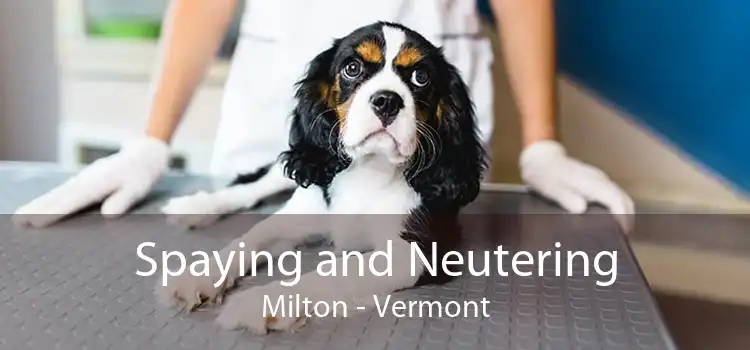 Spaying and Neutering Milton - Vermont