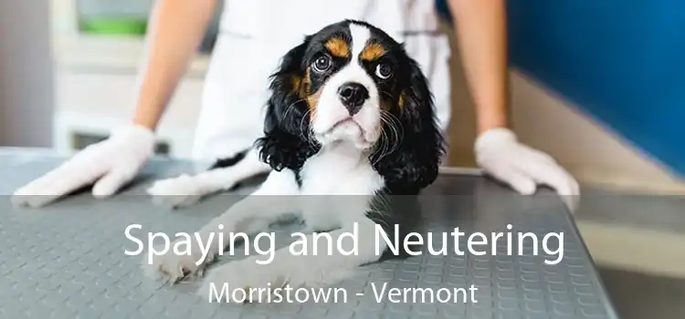 Spaying and Neutering Morristown - Vermont