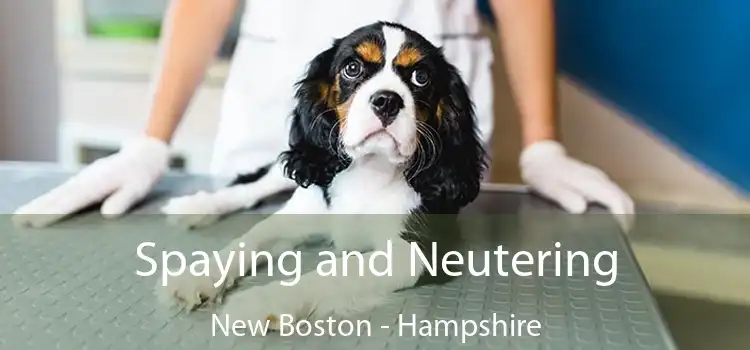 Spaying and Neutering New Boston - Hampshire