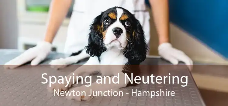 Spaying and Neutering Newton Junction - Hampshire
