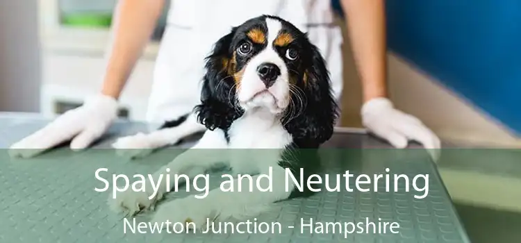 Spaying and Neutering Newton Junction - Hampshire