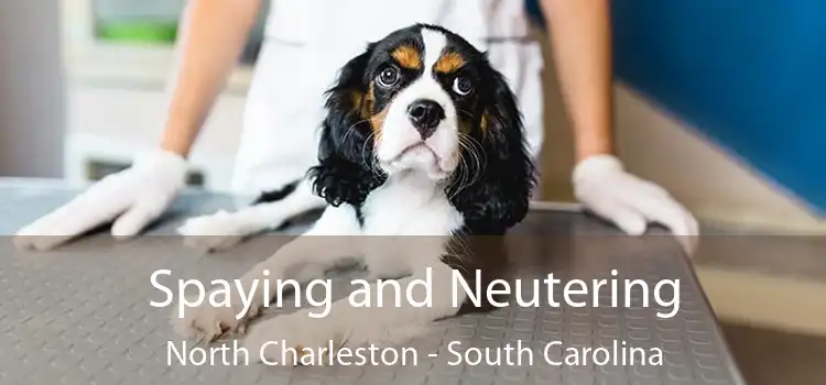 Spaying and Neutering North Charleston - South Carolina