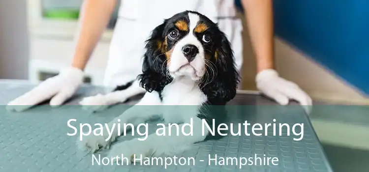 Spaying and Neutering North Hampton - Hampshire