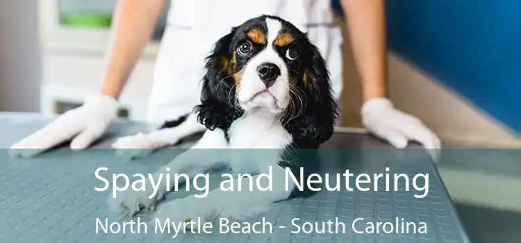 Spaying and Neutering North Myrtle Beach - South Carolina