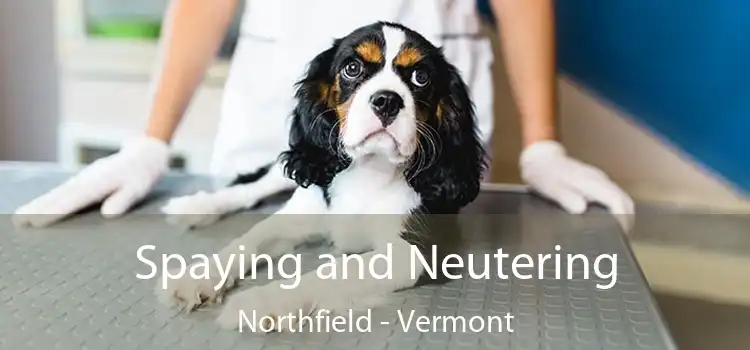 Spaying and Neutering Northfield - Vermont