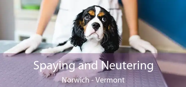 Spaying and Neutering Norwich - Vermont