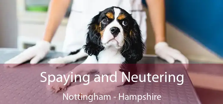 Spaying and Neutering Nottingham - Hampshire