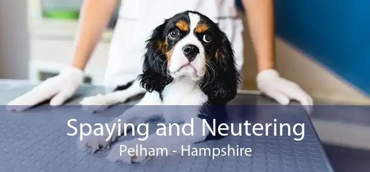 Spaying and Neutering Pelham - Hampshire