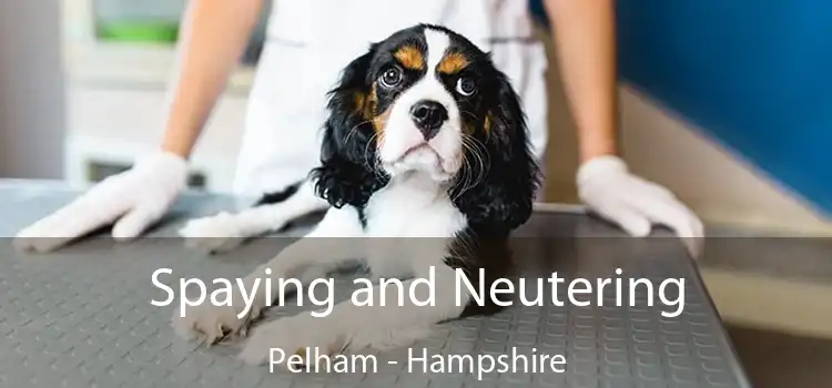 Spaying and Neutering Pelham - Hampshire