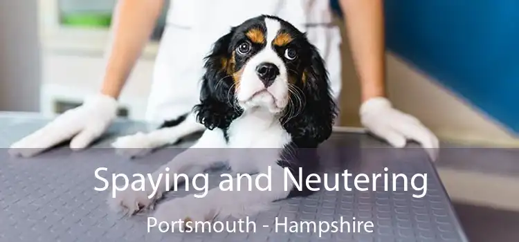 Spaying and Neutering Portsmouth - Hampshire