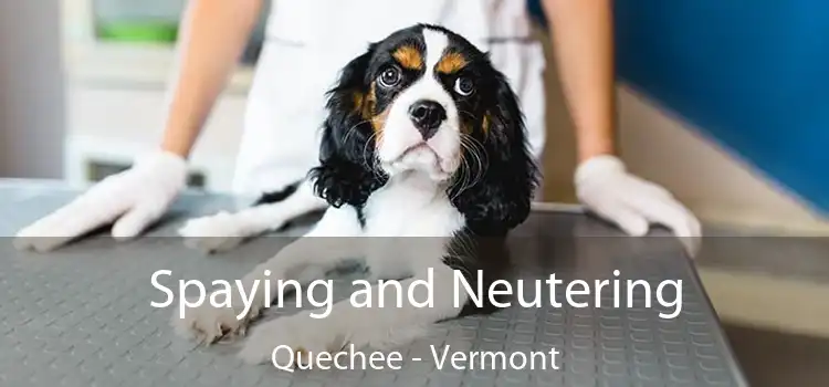 Spaying and Neutering Quechee - Vermont