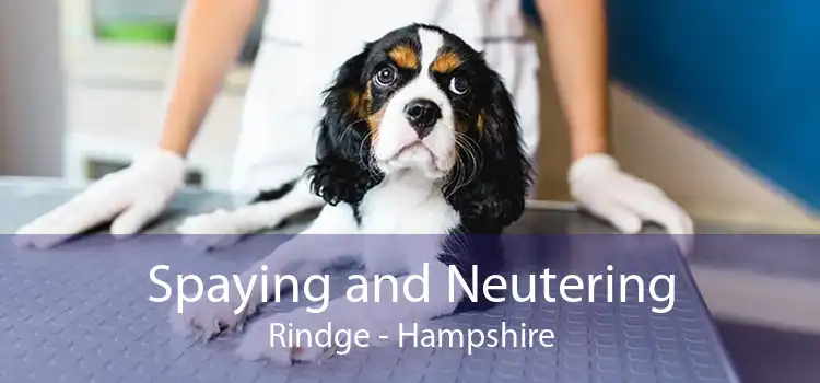Spaying and Neutering Rindge - Hampshire