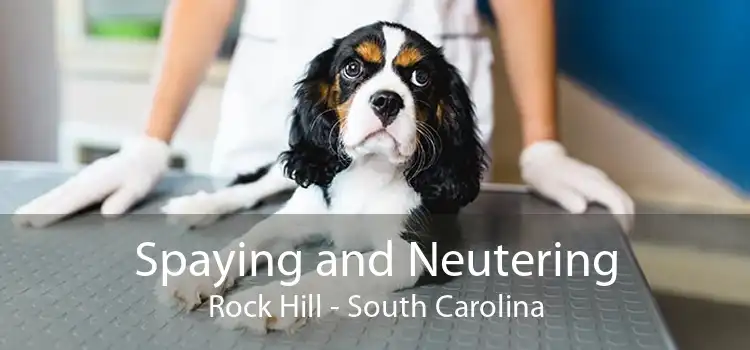 Spaying and Neutering Rock Hill - South Carolina