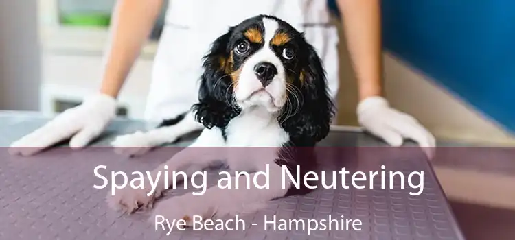 Spaying and Neutering Rye Beach - Hampshire