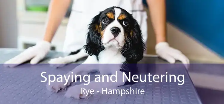 Spaying and Neutering Rye - Hampshire