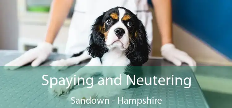 Spaying and Neutering Sandown - Hampshire