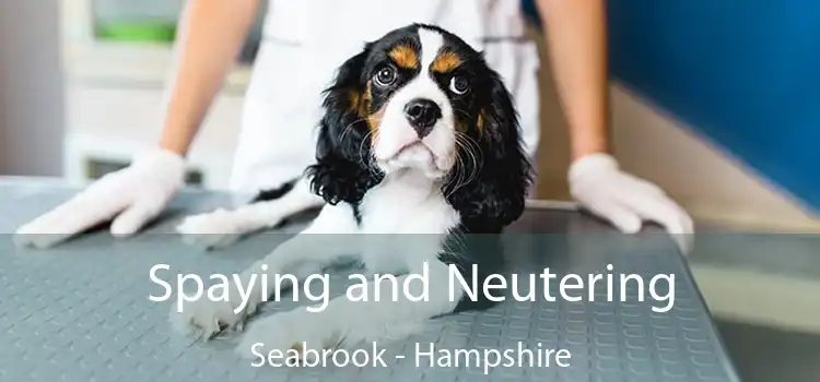 Spaying and Neutering Seabrook - Hampshire