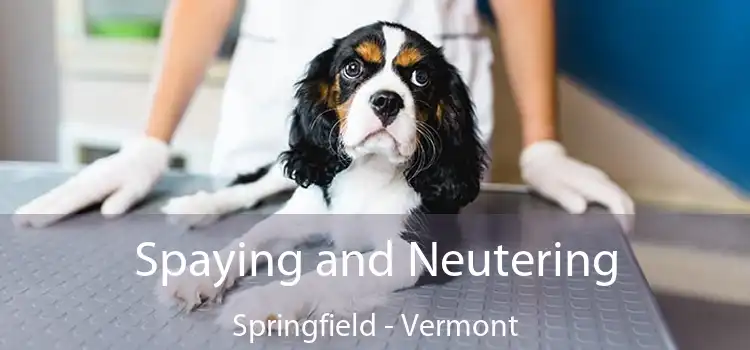 Spaying and Neutering Springfield - Vermont