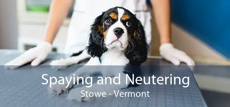 Spaying and Neutering Stowe - Vermont