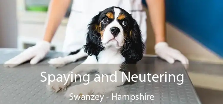 Spaying and Neutering Swanzey - Hampshire