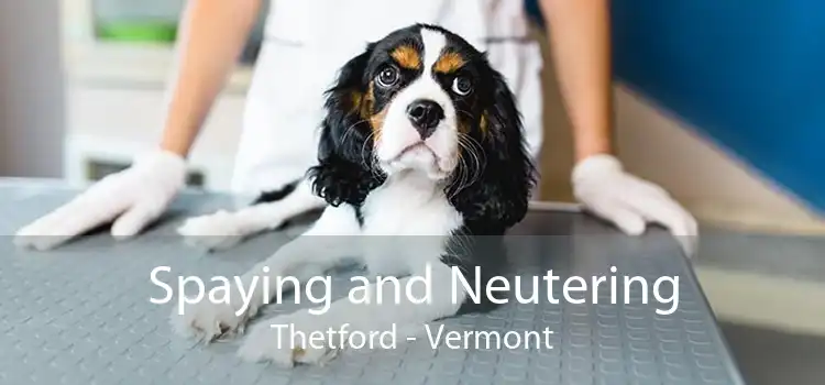 Spaying and Neutering Thetford - Vermont