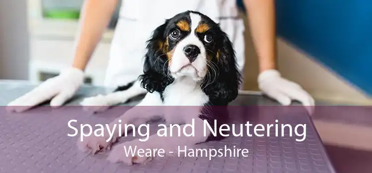 Spaying and Neutering Weare - Hampshire