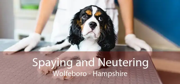 Spaying and Neutering Wolfeboro - Hampshire