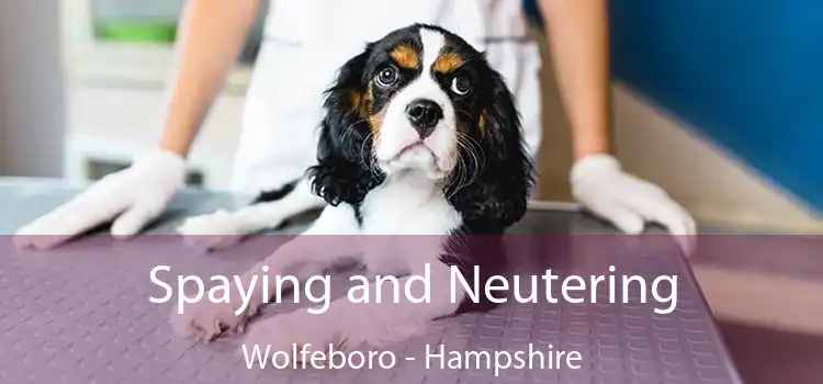 Spaying and Neutering Wolfeboro - Hampshire