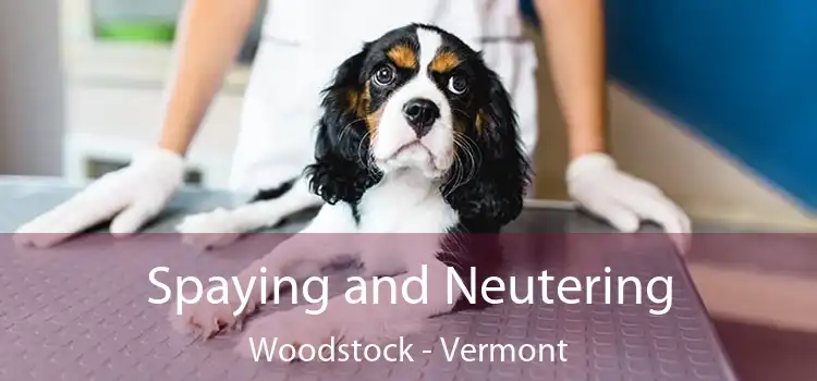 Spaying and Neutering Woodstock - Vermont