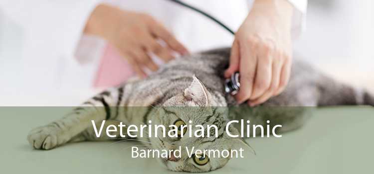 Veterinarian Clinic Barnard Vermont