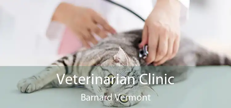 Veterinarian Clinic Barnard Vermont