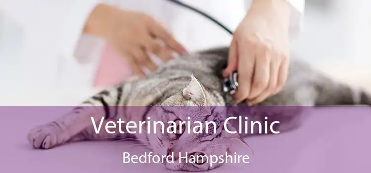 Veterinarian Clinic Bedford Hampshire