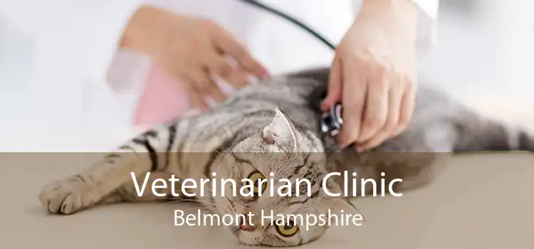 Veterinarian Clinic Belmont Hampshire