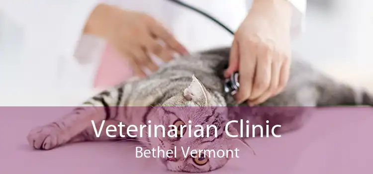 Veterinarian Clinic Bethel Vermont