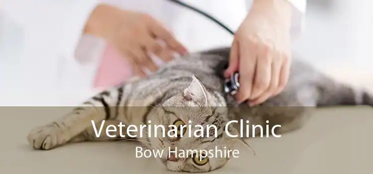 Veterinarian Clinic Bow Hampshire