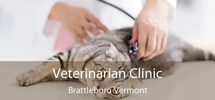 Veterinarian Clinic Brattleboro Vermont