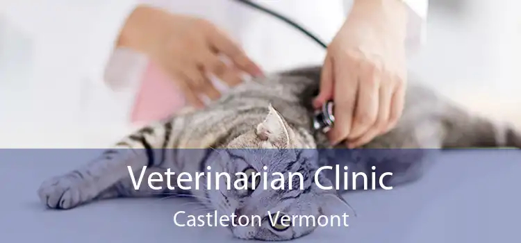 Veterinarian Clinic Castleton Vermont